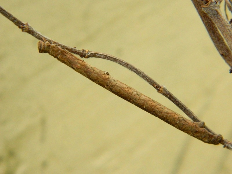 Bruco da ID - Cfr. Peribatodes rhomboidaria